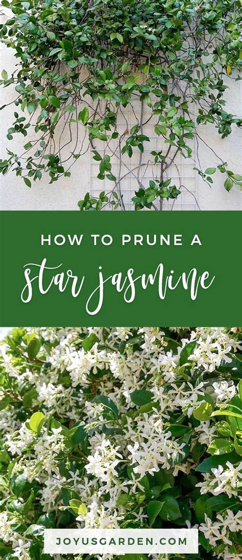 Pruning A Star Jasmine Vine When And How To Do It Star Jasmine Vine