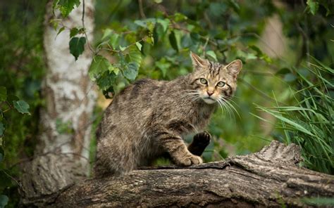 Le Top 10 Des Chats Sauvages Aussi Fascinants Que Méconnus