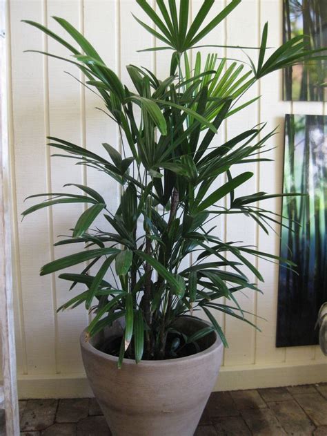 Big indoor plant low light. lady palm | Tall indoor plants, Indoor plants, House plant ...
