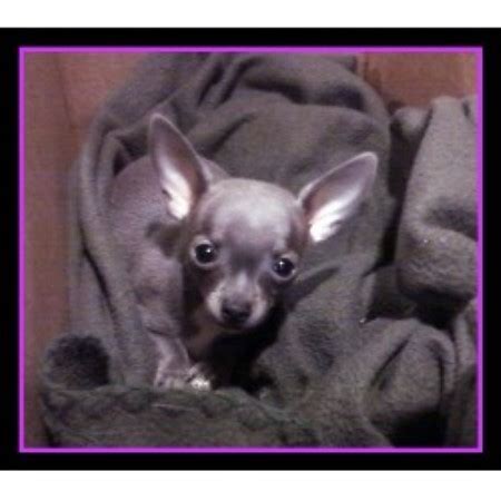 At covenant farm puppies, all of our dogs are pets. Andrews Chihuahuas, Chihuahua Breeder in Medina, Ohio