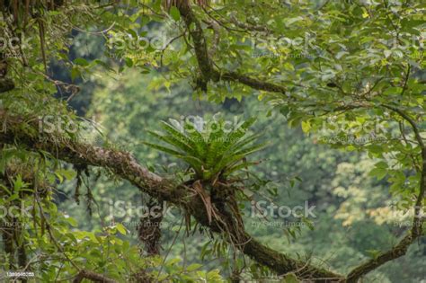 Green Vegetation In The Rainy Season In Costa Rica Stock Photo