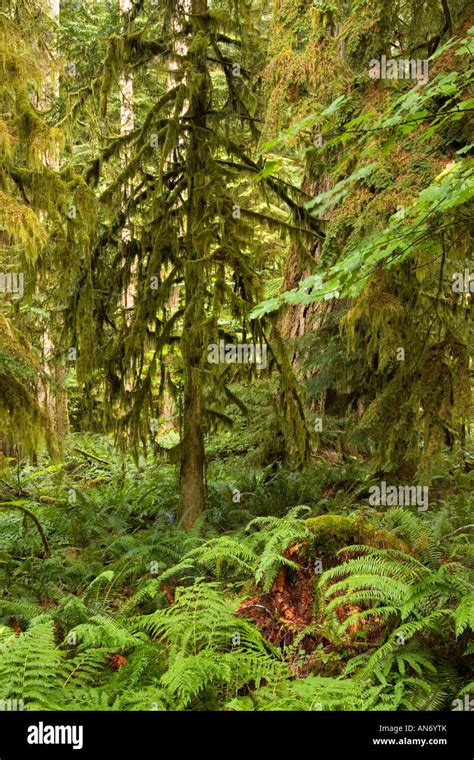 Mossy Trees In Old Growth Temperate Rainforest Cathedral Grove