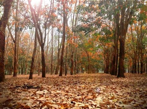8 Most Beautiful Forests In Vietnam Vietnam News Latest Updates And