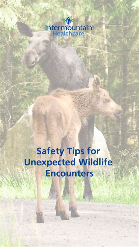 Safety Tips For Unexpected Wildlife Encounters Go Hiking Wildlife