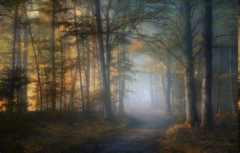 1500x962 Mist Path Fall Forest Leaves Trees Sunlight Morning Nature