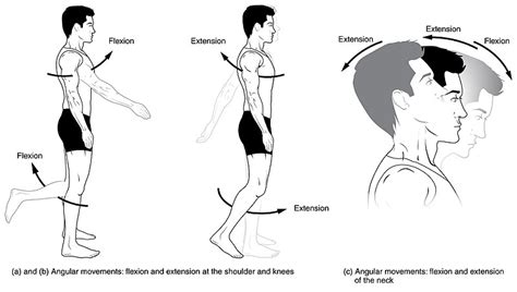 Difference Between Flexion And Extension Definition Angle Examples