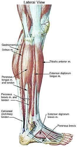 Lift your thigh upward in front of your body. lower leg muscle chart | Leg Muscle Anatomy | Muscle ...