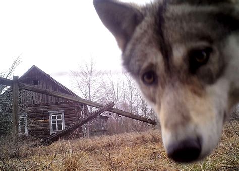 Radiation From Chernobyl Mutated Wolf