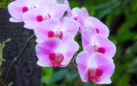 Flowers Of Purple Orchids Ornamental Plants Desktop Hd Wallpapers For