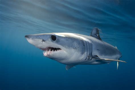 Success For Mako Sharks At Cites Cop18 Project Aware