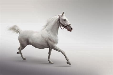 Gambar Kuda Putih Wallpaper