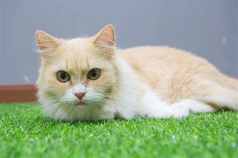 A munchkin cat is a type of cat breed that is a medium sized cat weighing 4 to 9 lbs. How Much do Munchkin Cats Cost? All you need to know (With ...