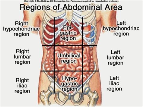 Anatomy Of Stomach Area Koibana Info Anatomy Organs Human Body