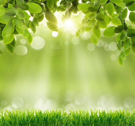 Green Meadow With Blurred Sunny Background Hd Picture Backgrounds