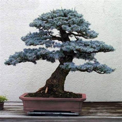 50pcs Evergreen Tree Colorado Blue Spruce Picea Pungens