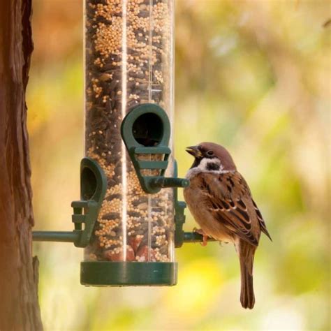 Brown Bird Flying Into House Spiritual Meaning Awakening State