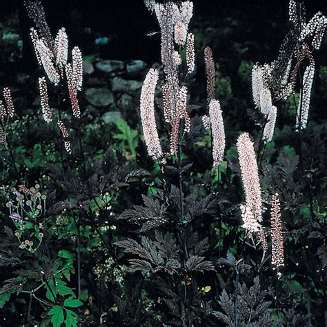 Участок и сад в стиле фьюжн — houzz. Cimicifuga simplex Hillside Black Beauty | White Flower Farm