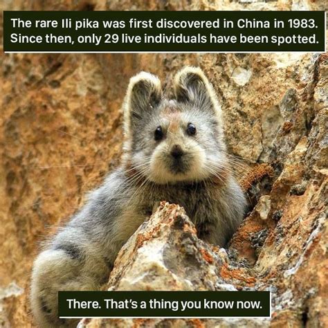 Pin By Michelle Ries On Animal Facts In 2020 Animal Facts Weird