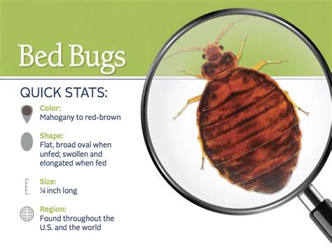 How To Find And Get Rid Of Bed Bugs In Your Home Dengarden