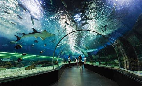 A Deep Dive Into The Best Us Aquariums Herlife Magazine
