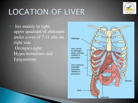 Anatomy Of Liver