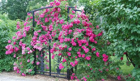 Rose Care Learn How To Plant Grow And Care For Roses Gilmour