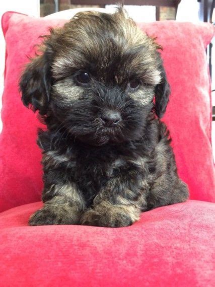 Shihpoo in dogs & puppies for sale. Shih-Poo Puppies For Sale | West Springfield, MA #196020
