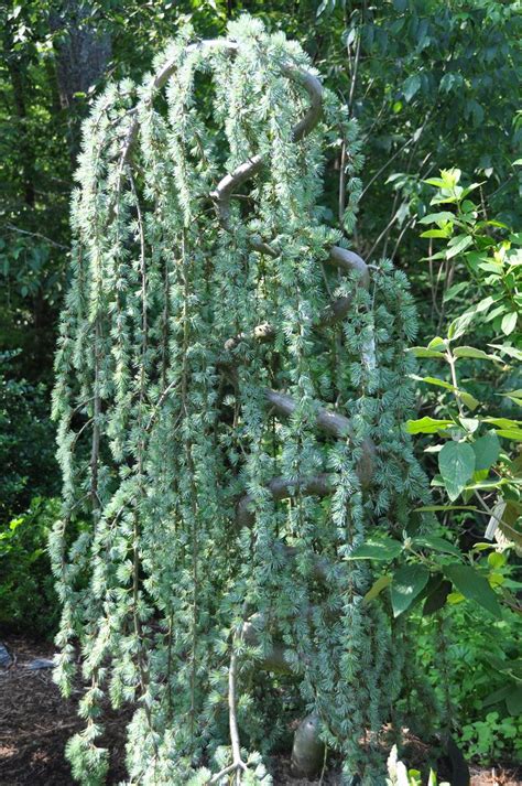70 Best Weeping Evergreen Trees Images On Pinterest