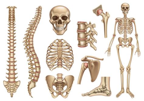 El Sistema Oseo Humano Esquema Del Esqueleto Anatomy And Physiology