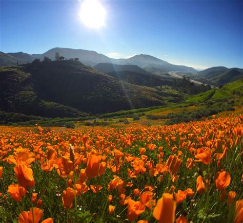 Two Years After Stunning Wildflower Superbloom Stopped Traffic Lake