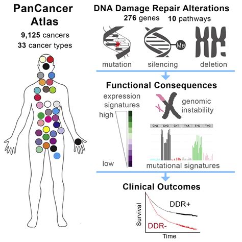 Pan Cancer Atlas The Shmulevich Lab