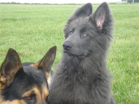 Sable German Shepherd Puppies For Sale Uk