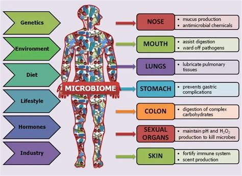 Microbiome And Human Health Effects And Future Uses • Microbe Online