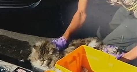 Eight Lives Left Lulu Found Alive In Car Bumper After She Crawled In
