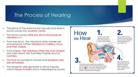 class 10 biology chapter no 12 lecture no 18 ear with its functions by shiza noor youtube