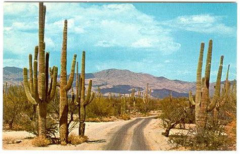 Arizona Saguaro Cactus Sonoran Desert C1960