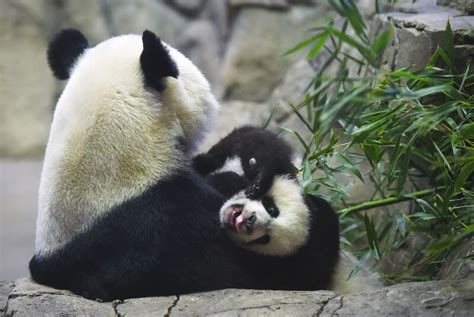 How Much Do You Know About Pandas The Washington Post