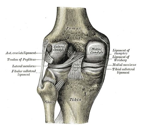 Medial Collateral Ligament Injury Of The Knee Physiopedia