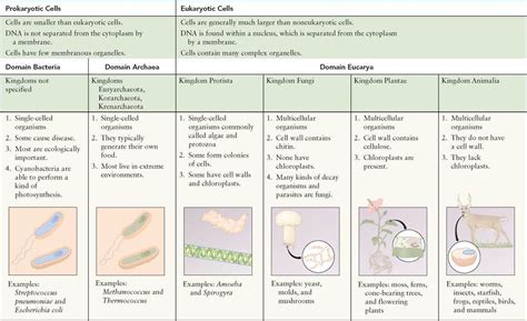These assessments are activities that occur within the context of each lesson providing the guidelines for cells and systems unit 2 test student name class 1. Prokaryotic and Eukaryotic Cells Revisited - Cell ...