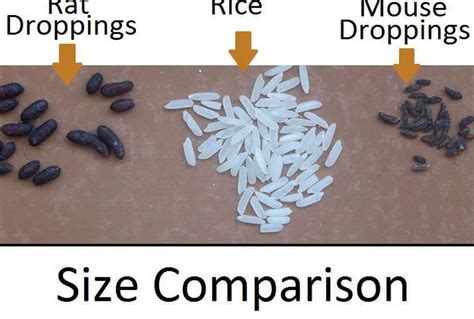 Mouse Poop 101 How To Identify And Clean Droppings