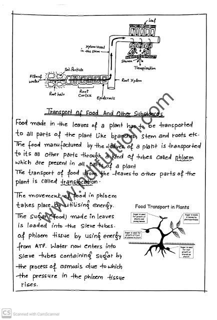 Life Processes Handwritten Notes For Class 10th Biology Class 12