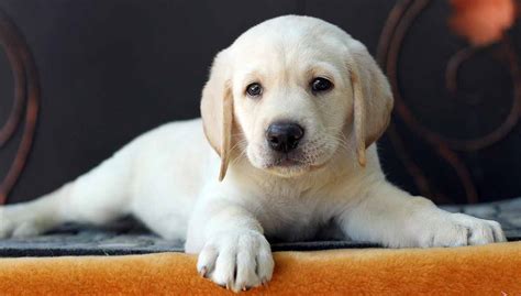 Labrador Puppy Happiness Unleashed 10 Must Know Tips For Pet Parents