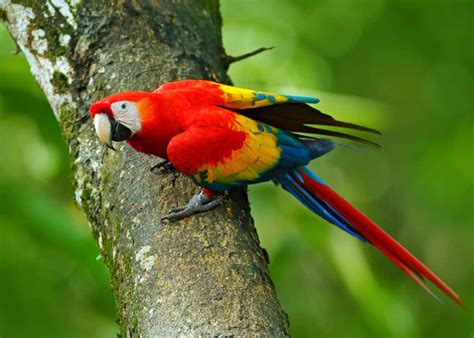 22 Scarlet Macaw Facts Guide To The Beautiful Ara Macao