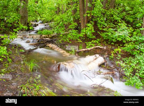 Small Stream Flowing Over Logs In Forest Moving Water In Glacier