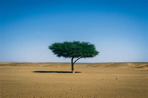 More Than A Thousand Million Trees In The Sahara Desert Med O Med