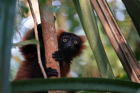 95 Of Lemur Species Are In Danger Of Going Extinct