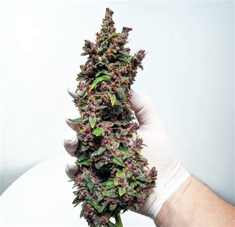 Purple Kush Strain By Buddha Seeds Official Pretty Plant R