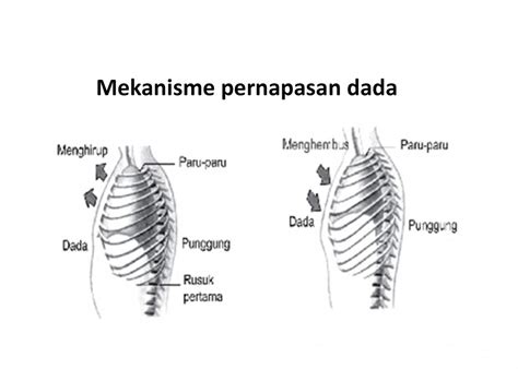 Mekanisme Pernapasan Perut Manusia Dosenbiologi Com Vrogue Co