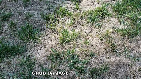 Maybe you would like to learn more about one of these? White Grub Control in Turf - Grass Pad