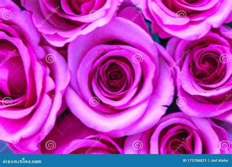 close up of pink rose flowers wall background roses flower wallpaper backdrop stock image